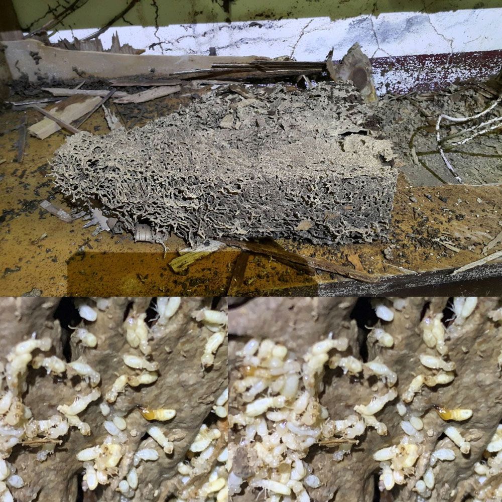白蟻防治作業.jpg